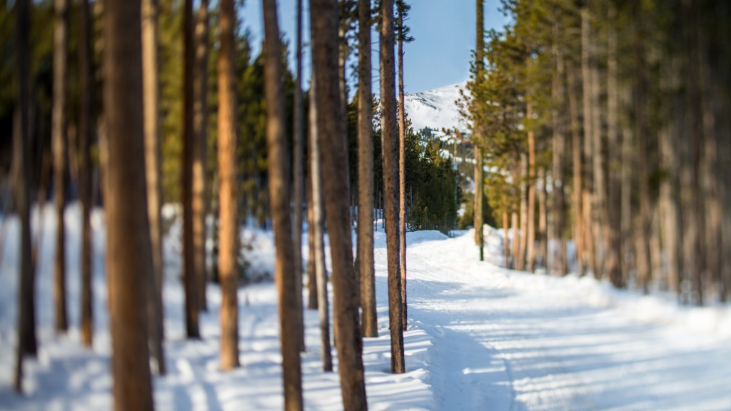 Driveway of the cabin