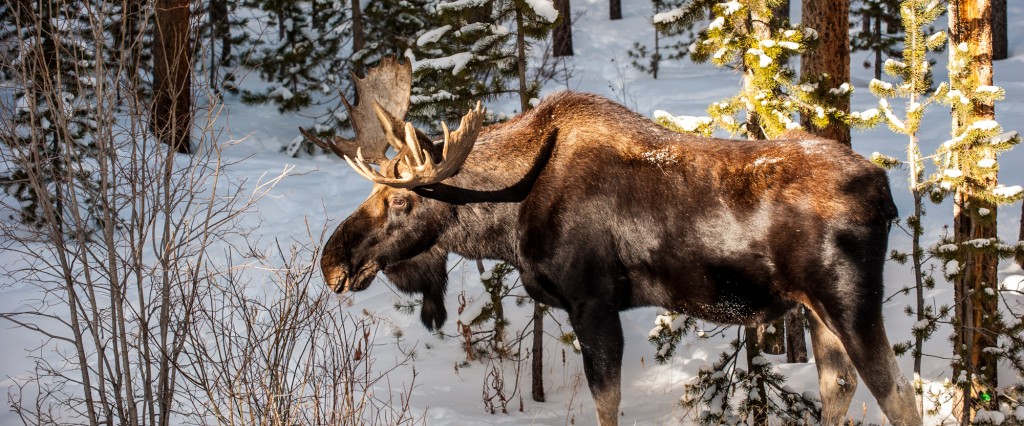 A pair of moose spent the afternoon in our yard